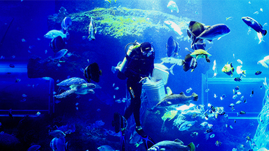 Viện Hải Dương Học Nha Trang Nơi Bảo Tồn Sinh Vật Quý Hiếm!